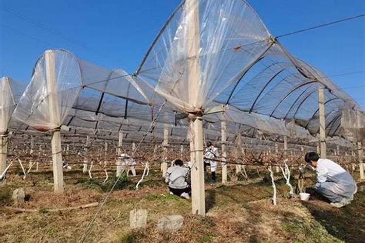 果树专用肥果树专用肥简介