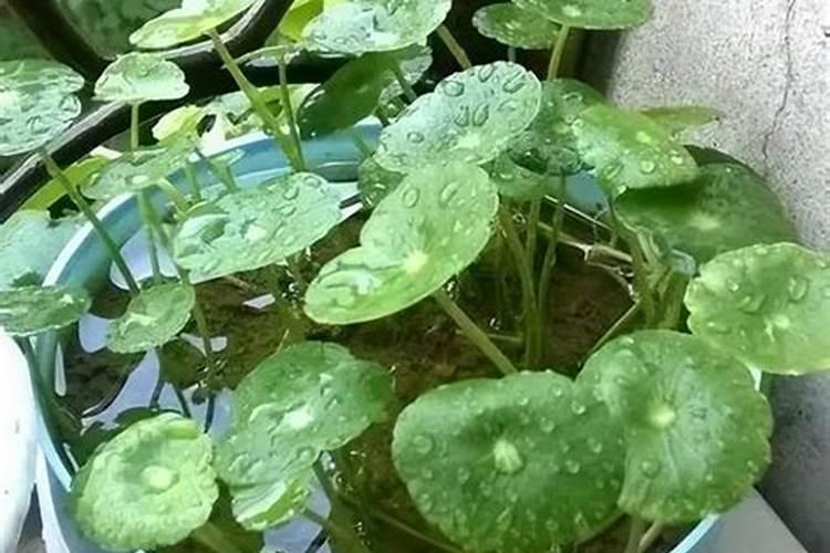 火箭燃烧的燃料是什么