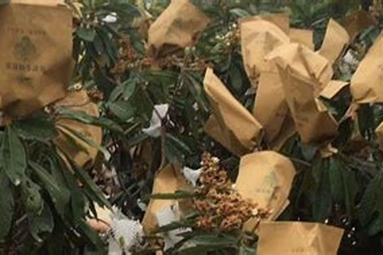 防治枇杷皱果病的方法有哪些？