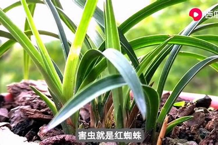 豆角打什么药变直变长