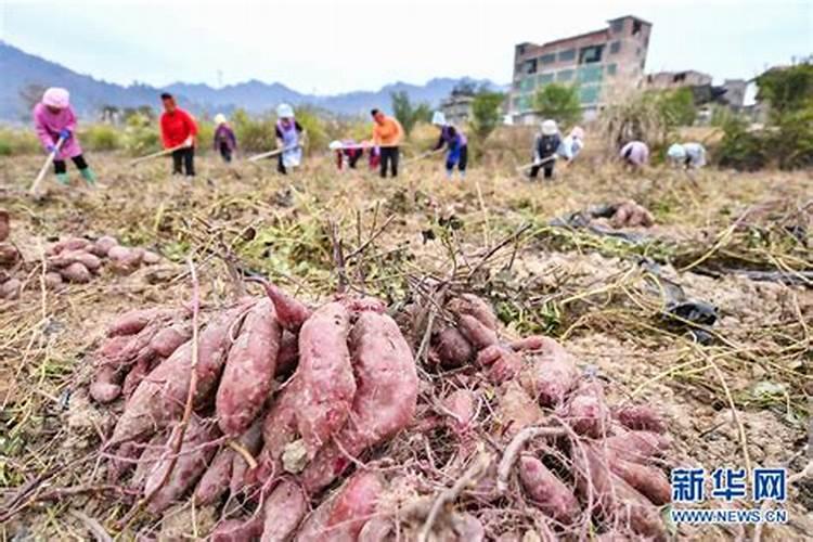 甜糯玉米用什么除草剂会不会产生药害
