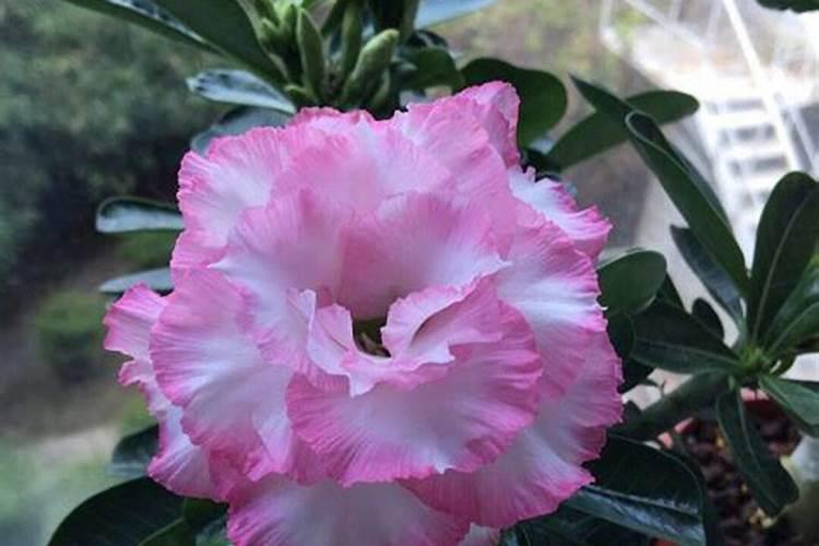 茶花树地栽2个月了可以喷叶面肥吗