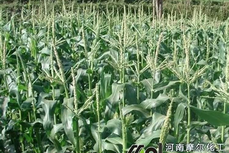人在发财树可以浇磷酸二氢钾水吗