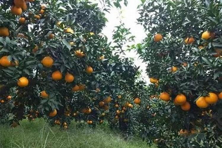 蔬菜底肥放什么肥好(底肥施用方法)