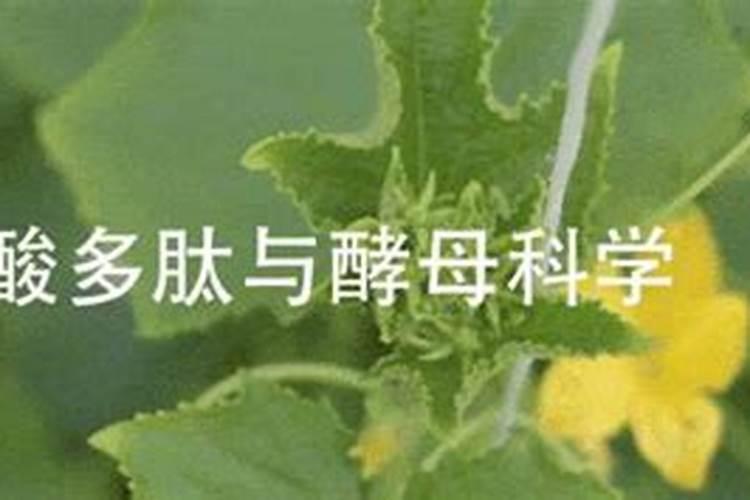请帮忙提供一下山东省内所有的大型化肥厂名!