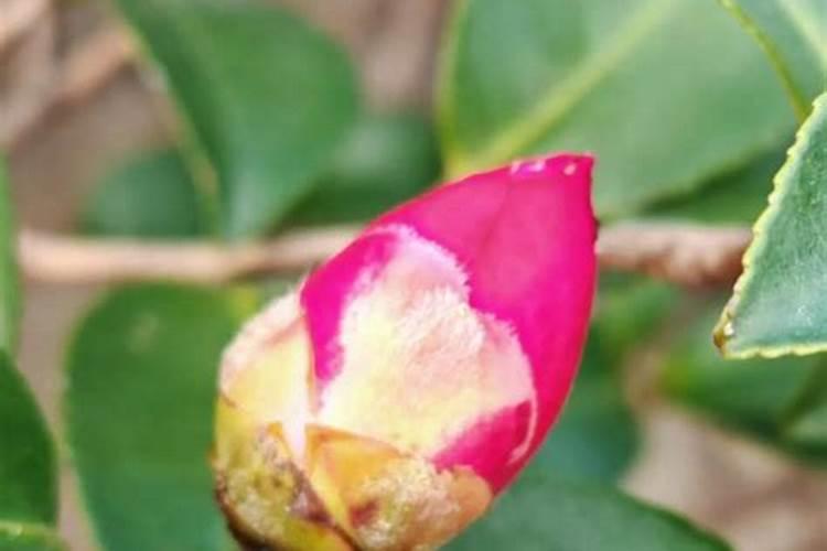 茶花花苞期怎么施肥