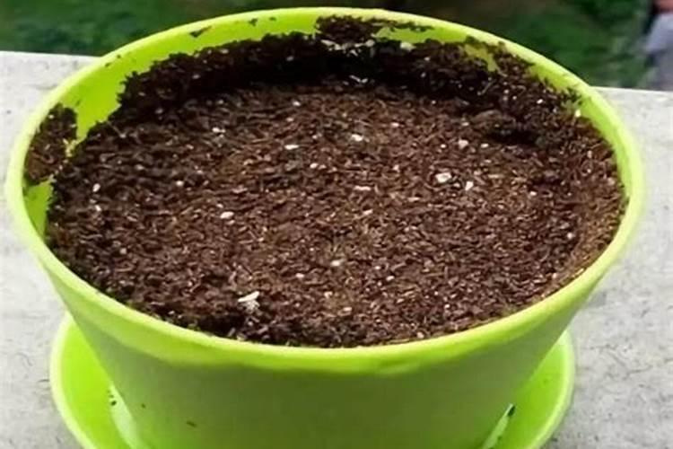 土地施肥后多久可种草莓 土地施肥后几天可以种草莓？