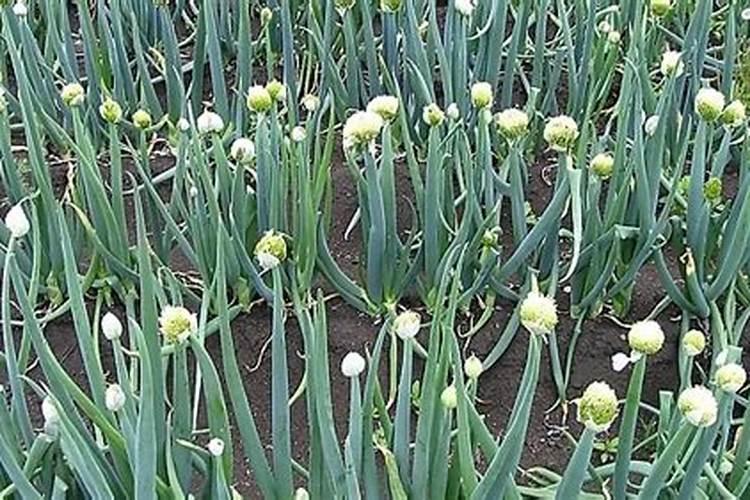 小麦腊月能施肥吗 春节过后小麦施肥的哪个月好