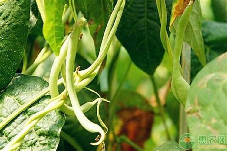 茶树南方施肥的时间和方法