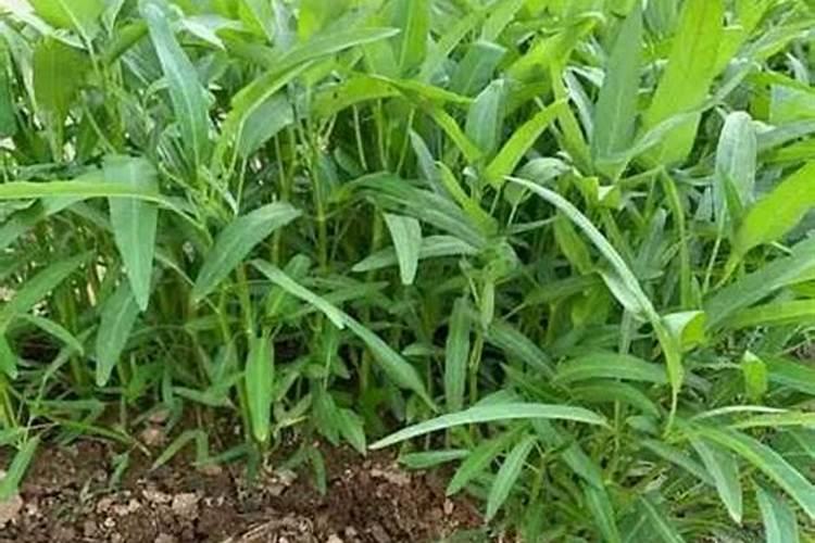 空心菜需要什么肥料
