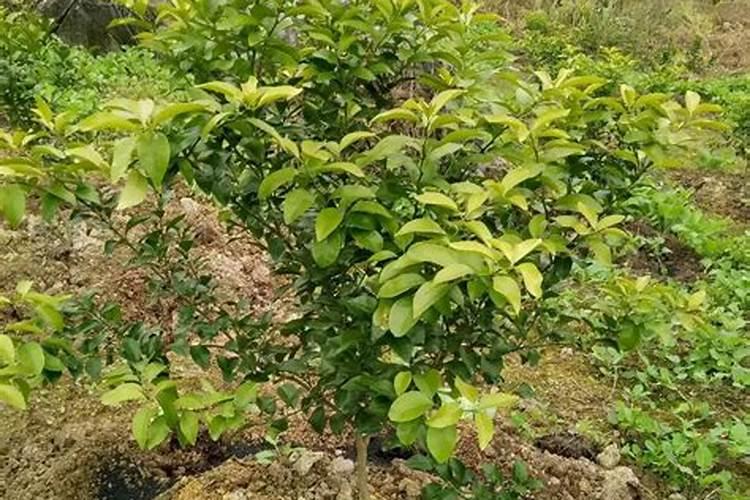 如何用芸苔素拌玉米种