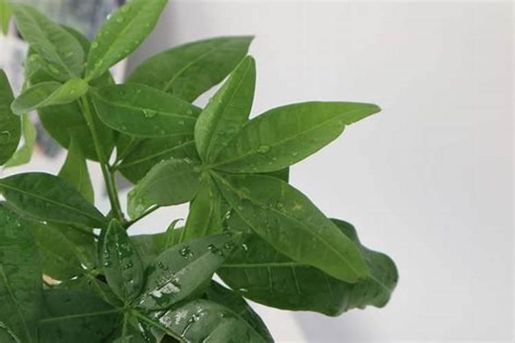油菜叶面肥的最佳配方花卉百科