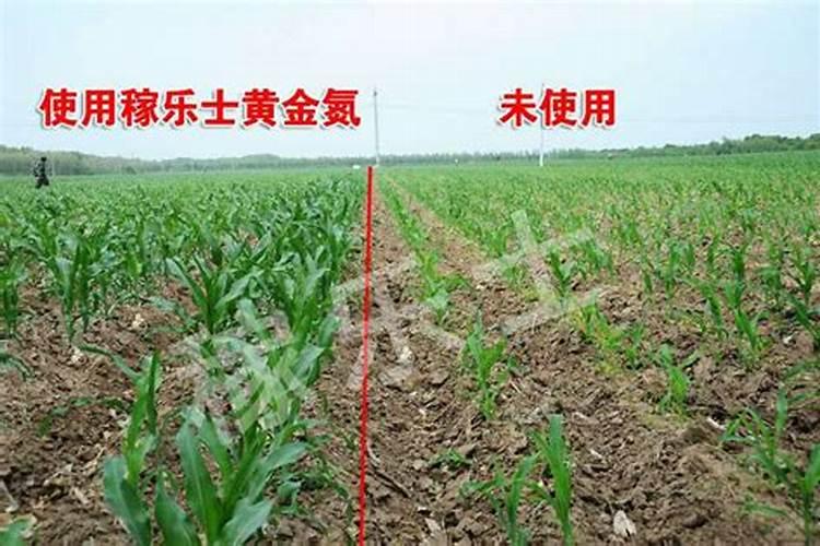 玉米出苗期 玉米如何管理水肥
