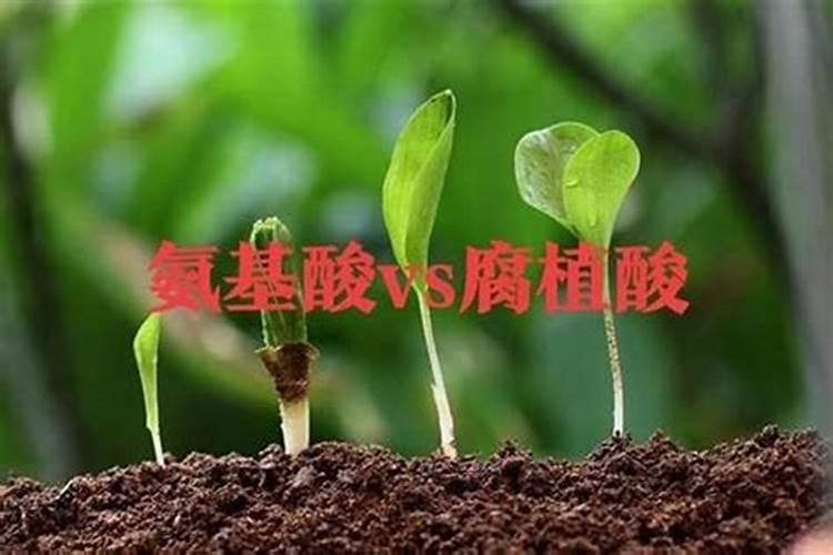 荔枝树,树叶发黄并掉黄叶子,是种几年的树,现在都有结果了。但是不知道...