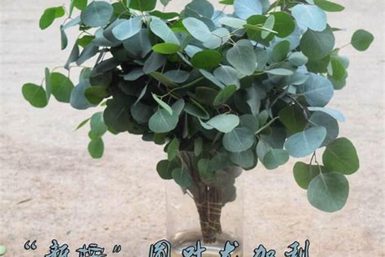 尤加利果怎么养会开花