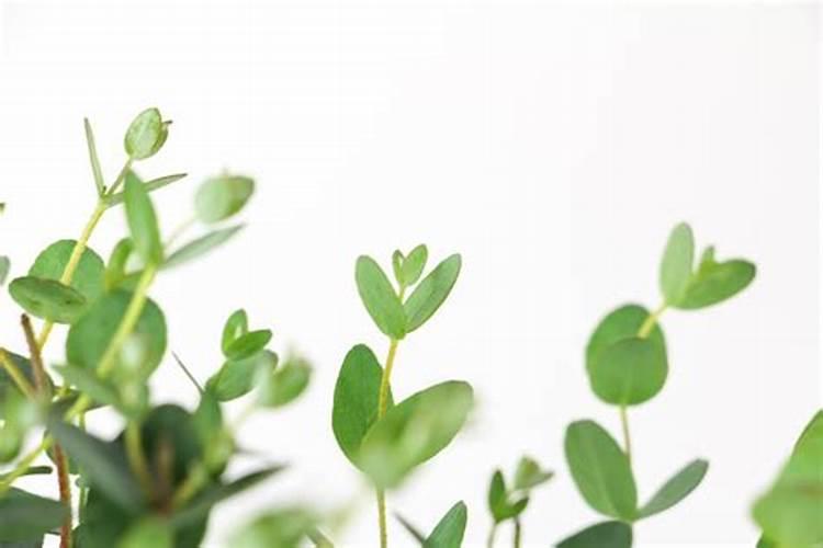 尤加利叶的功效和作用