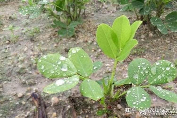 保花保果最好三种药