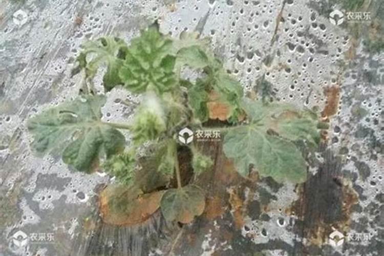 在对西瓜进行叶面施肥时,有哪些问题是需要注意的？