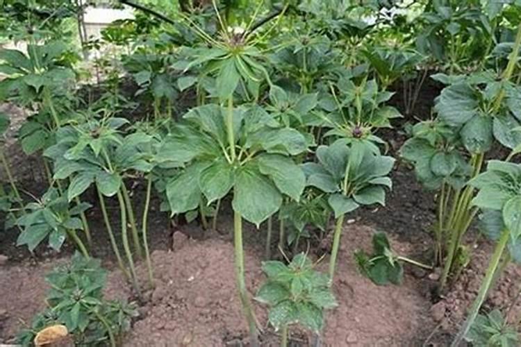 种植重楼用什么肥料长得快