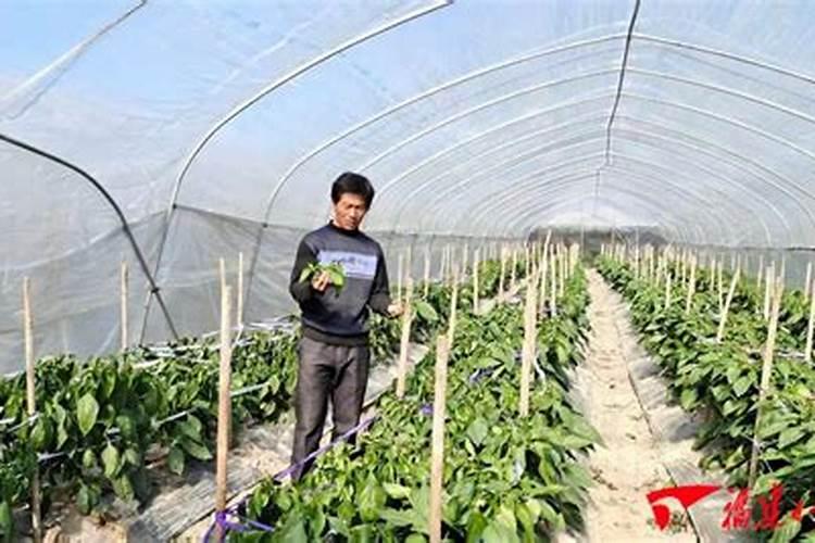 甜椒开花不结果的原因是什么