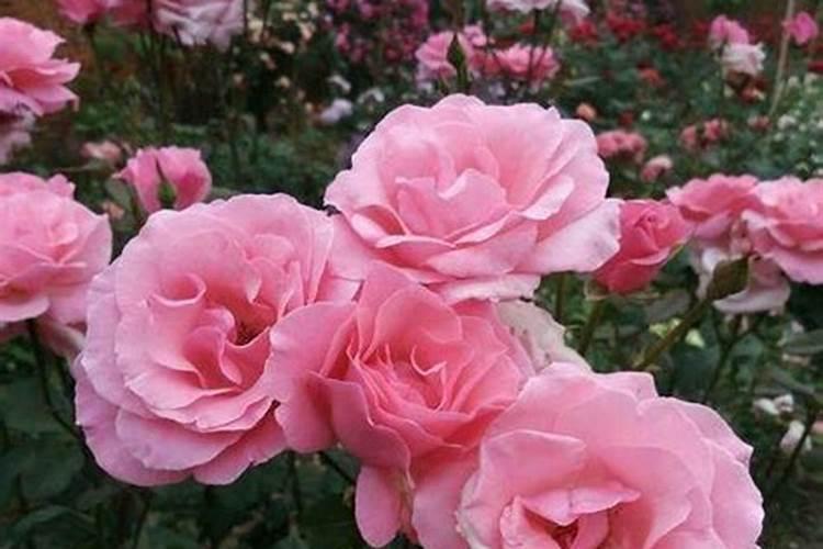 月季花怎么施肥月季花施什么肥好