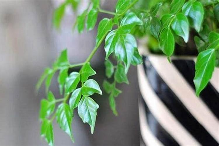 汽车用的尿素可以当花肥吗？幸福树绿萝可以用吗？