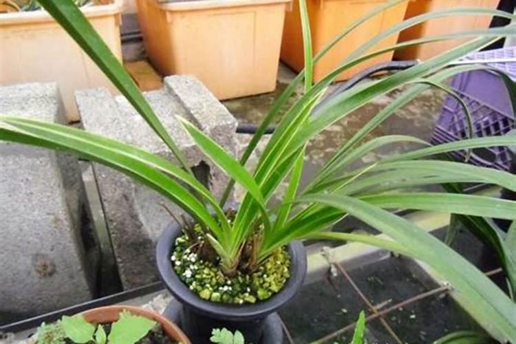 “草胺”类除草剂的特点,都有哪些？