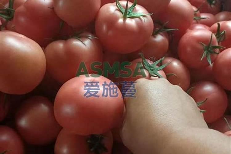 水稻叶面肥哪种好 如何正确喷施