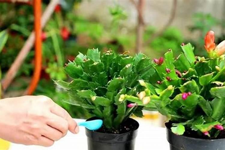 植物施肥最佳时间养花施肥的时间有哪几个月