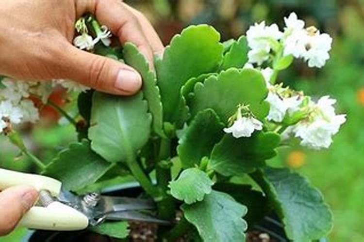 芸苔素使用有什么禁忌