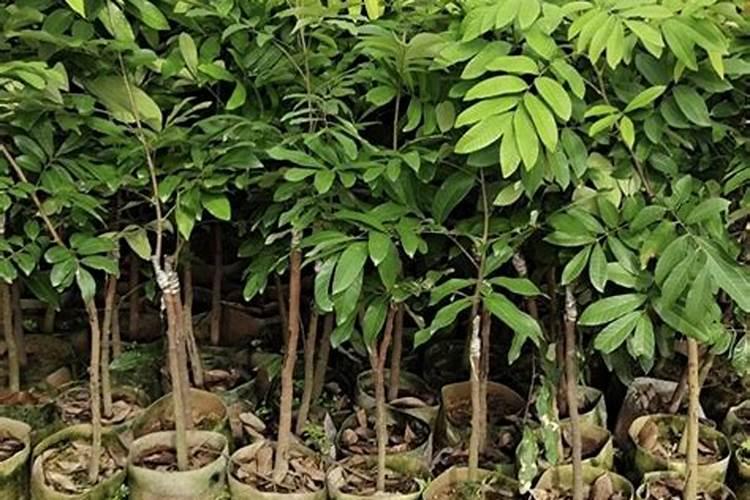 茉莉叶子干枯(茉莉叶子干枯了还能活吗)