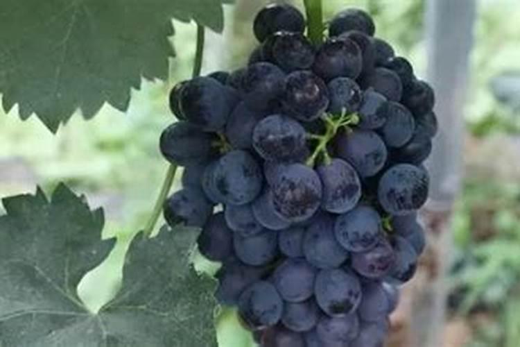 氨基酸水溶肥的功效与作用是什么 给大家分析一下