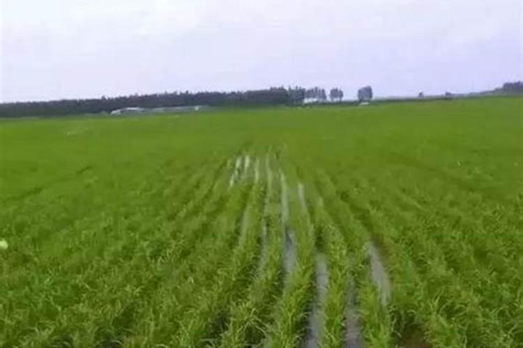 不能与碱性物质混合使用的常见化肥是什么？求解答
