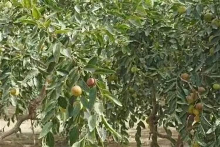 那里生产肥料用腐植酸多少钱一吨？