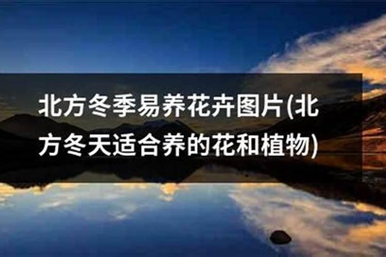 “三角梅”生长时,这“3种”肥不能少,15天喂一次,花朵爬满墙!百度...