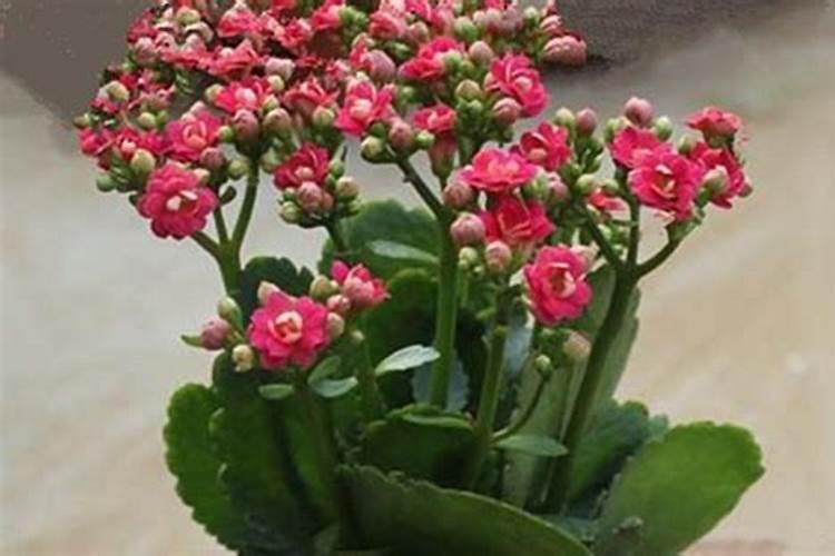 催花用什么肥料好,怎么施肥