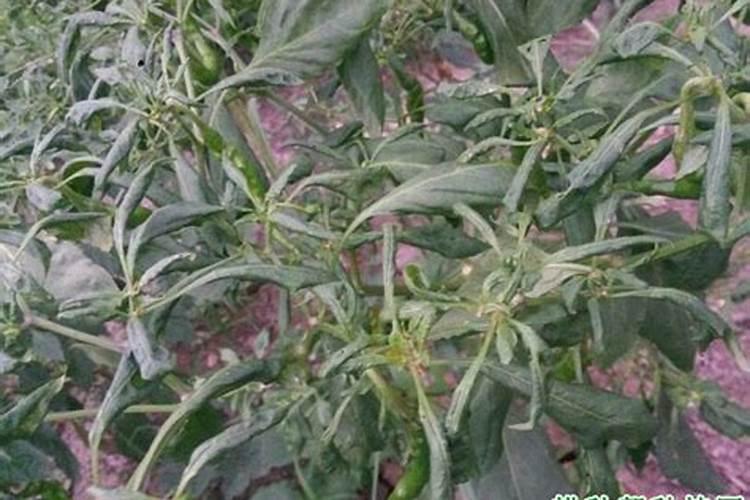 给玉米喷磷酸二氢钾时可不可以加醋？