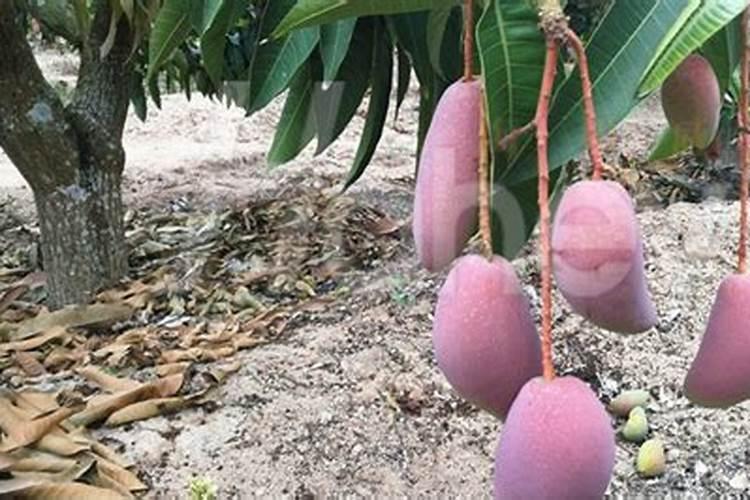 芒果苗用什么肥料长得快 芒果施肥技巧总结