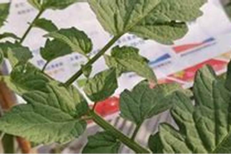 甜瓜追肥用什么肥料好,合理的追肥量是多少