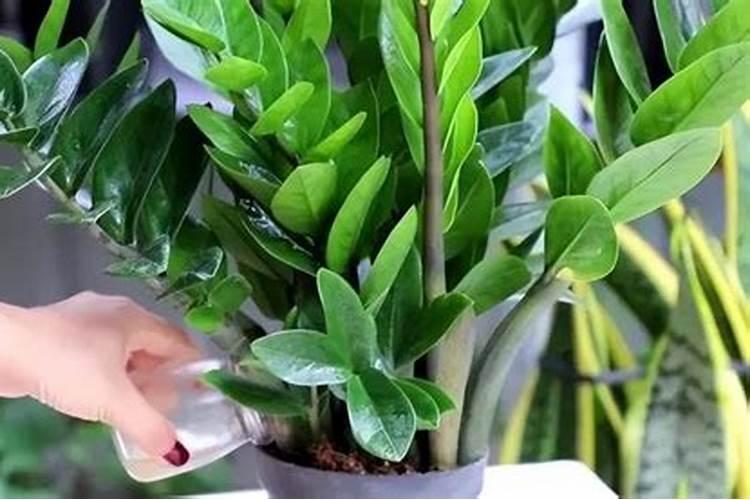 金钱树秋季施什么肥