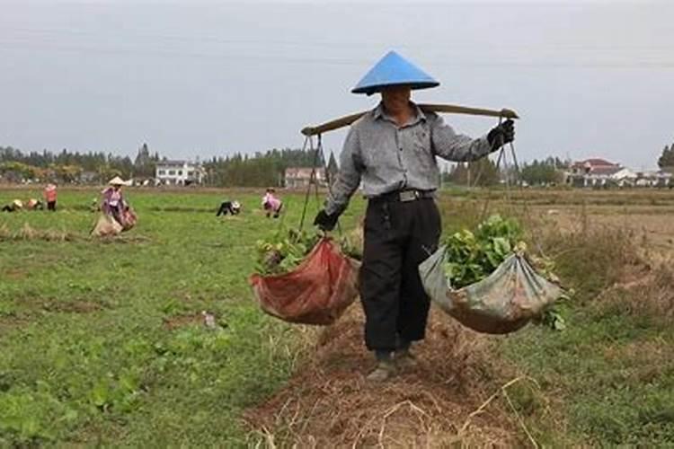 藤三七有毒吗 可以放在室内养吗