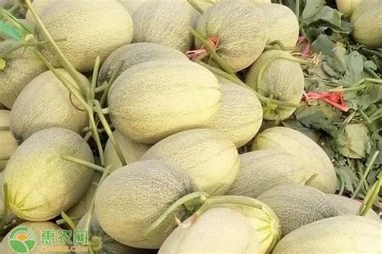 蒜苗施什么肥最好