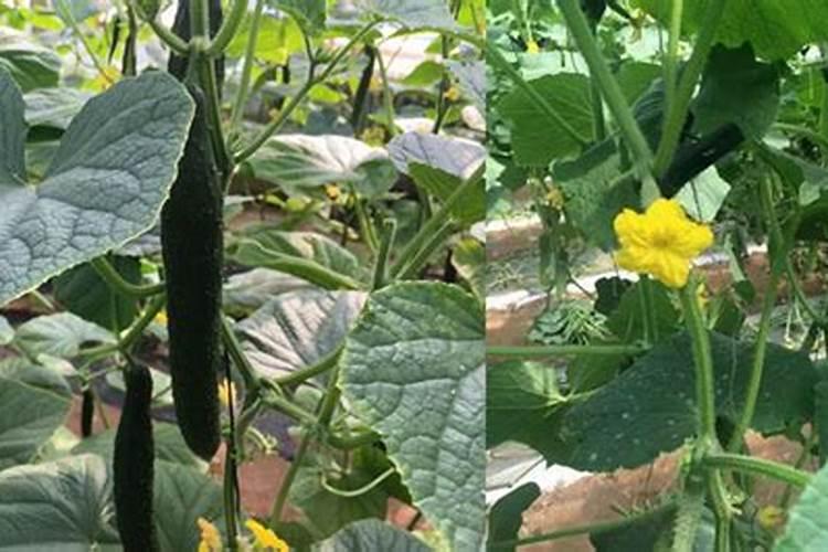 黄瓜追肥用什么肥料好