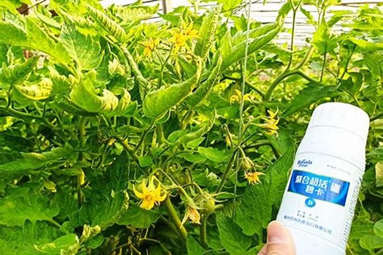 橘子树最好的肥料是什么？