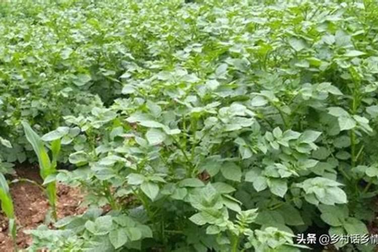 油菜籽榨油剩下的渣可以直接用来喂鸡吗？