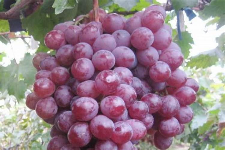 巨峰葡萄保花保果最佳配方