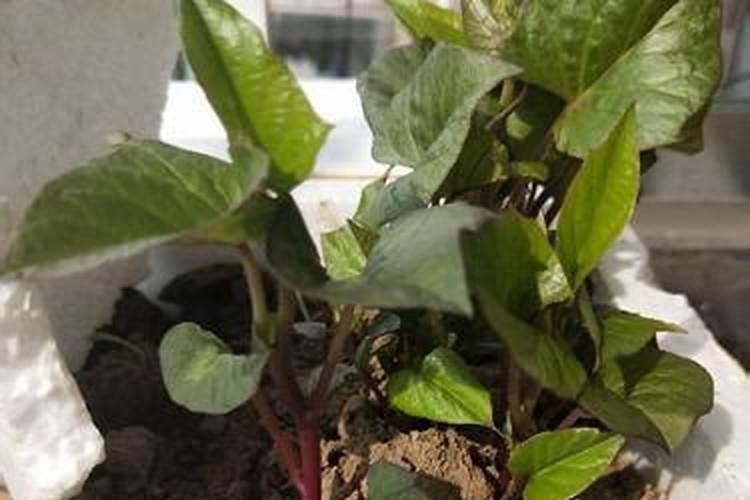 种地瓜用什么肥料最好
