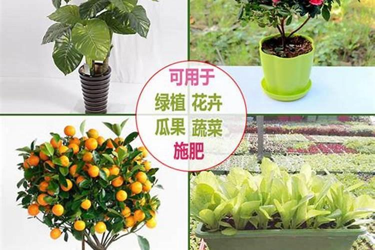 小麦拌种能用芸苔素内酯吗(小麦拌种用芸苔素有什么好处)