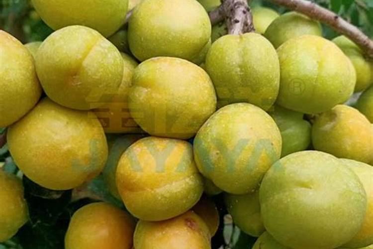 夏天能给花施肥吗