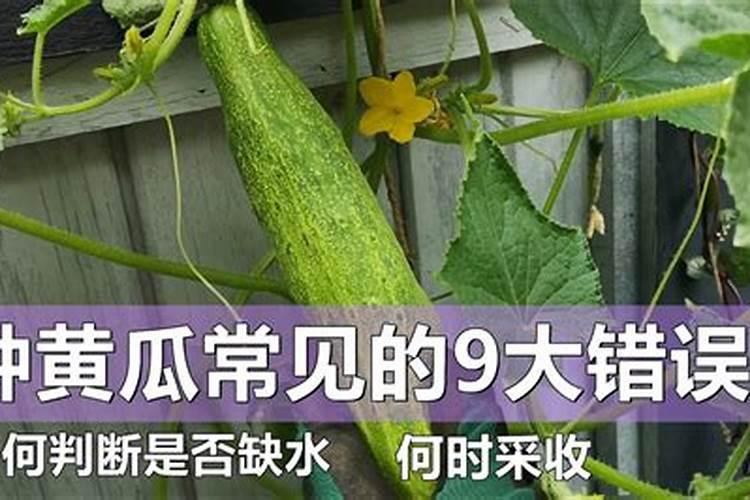 黄瓜缺钾缺钙有哪些症状？应该如何防治？